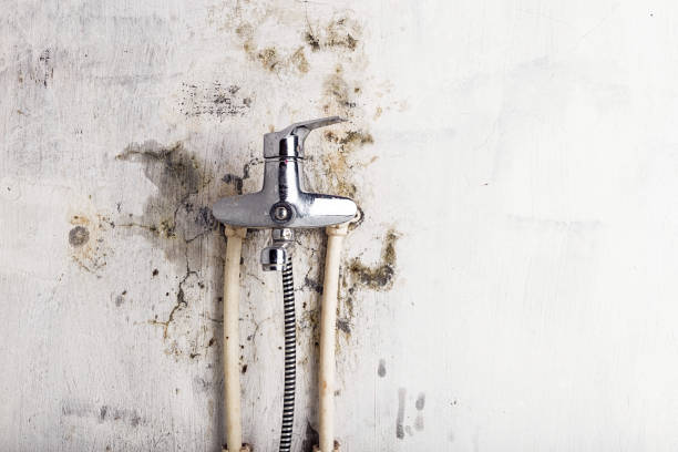 Best Mold Removal Company Near Me  in Cedar Point, NC