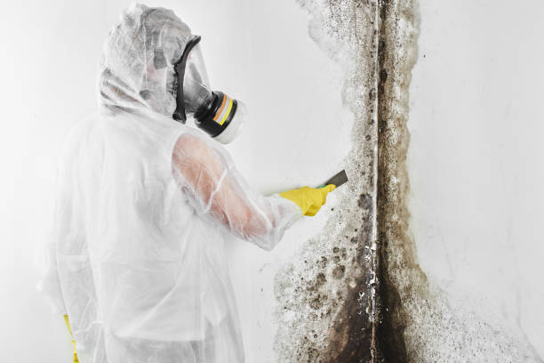 Best Home Mold Removal  in Cedar Point, NC