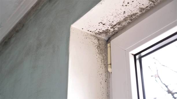 Best Attic Mold Removal  in Cedar Point, NC