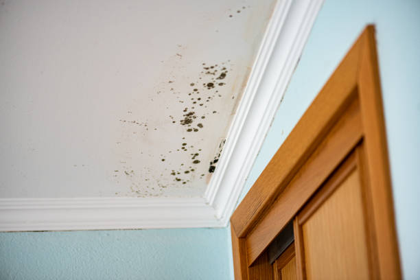 Best Toxic Mold Removal  in Cedar Point, NC