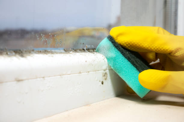 Reliable Cedar Point, NC Mold Removal Solutions