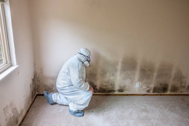 Office Mold Removal Services in Cedar Point, NC