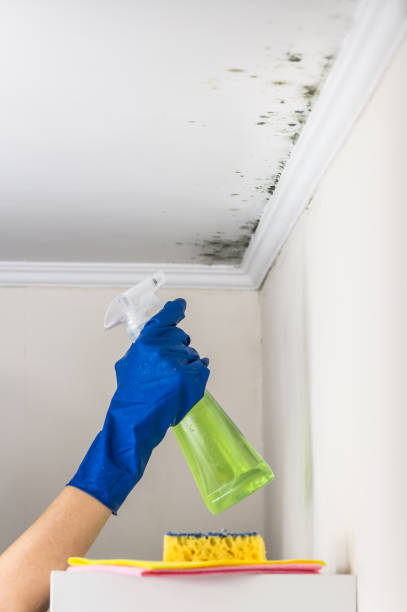 Mold Testing and Removal in Cedar Point, NC