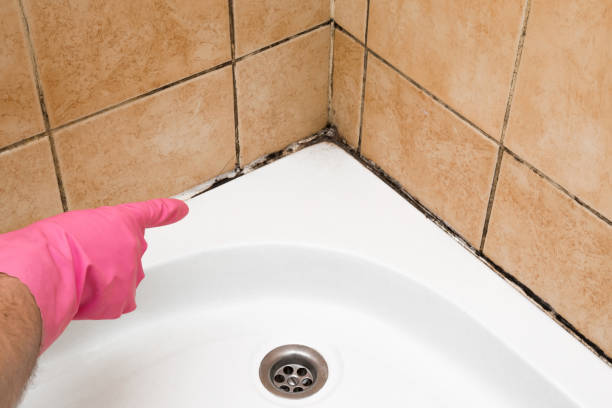 Best Emergency Mold Removal  in Cedar Point, NC